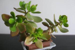 玉樹施什么肥好，玉樹怎么養(yǎng)才能長得快