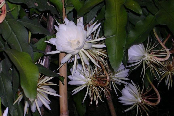 曇花葉子太長(zhǎng)怎么修剪