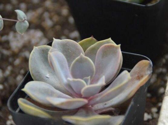 寶石花特點(diǎn)是什么，藥用價(jià)值是最大特色