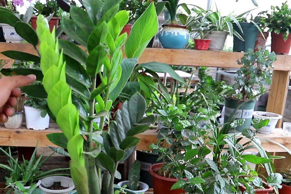 金錢樹冬天怎么養(yǎng)護澆水