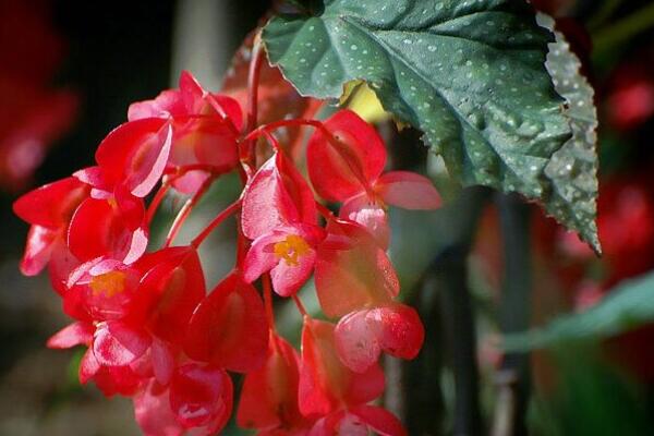 竹葉秋海棠怎樣養(yǎng)護