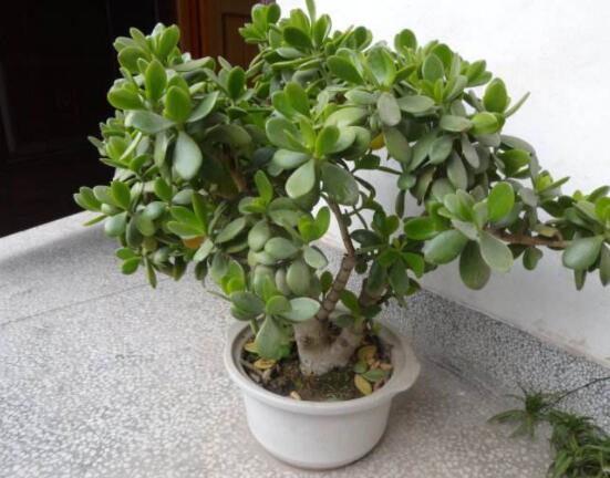 燕子掌用大盆還是小盆，大株用大一號盆/小株用小一號盆