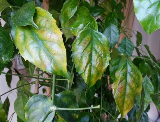 幸福樹葉子干枯怎么回事，四種原因以及解決辦法