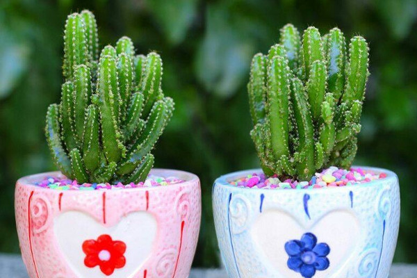 小仙人掌盆栽怎么養(yǎng)