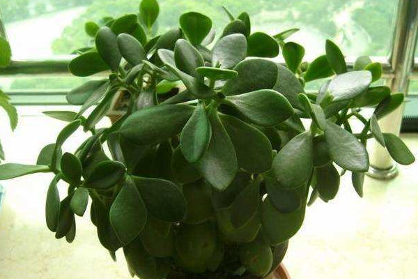 玉樹(shù)換盆后蔫了