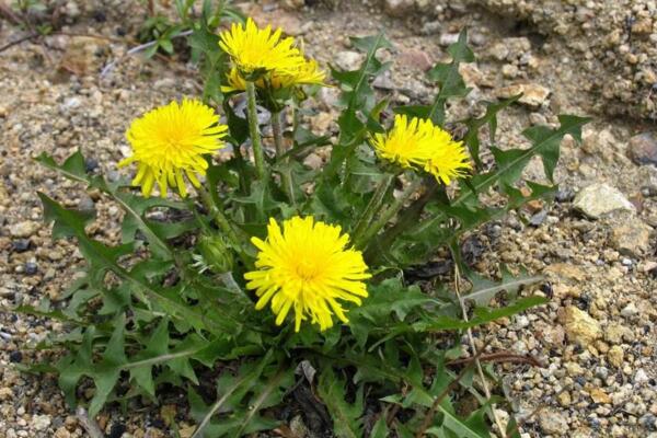 蒲公英和苦菜的區(qū)別，可以通過花、葉進行區(qū)分