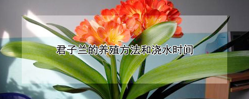 君子蘭的養(yǎng)殖方法和澆水時間
