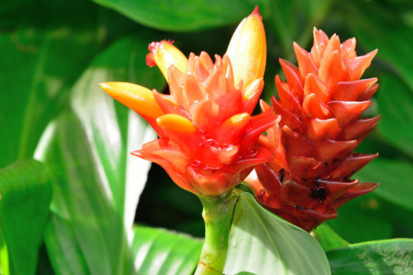 鴻運(yùn)當(dāng)頭花喜水嗎