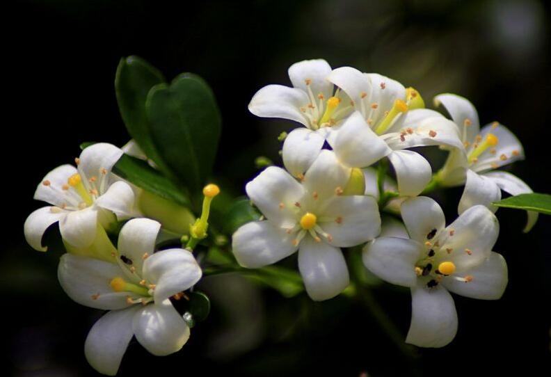 九里香的養(yǎng)殖方法和修剪，光照土壤要嚴(yán)控