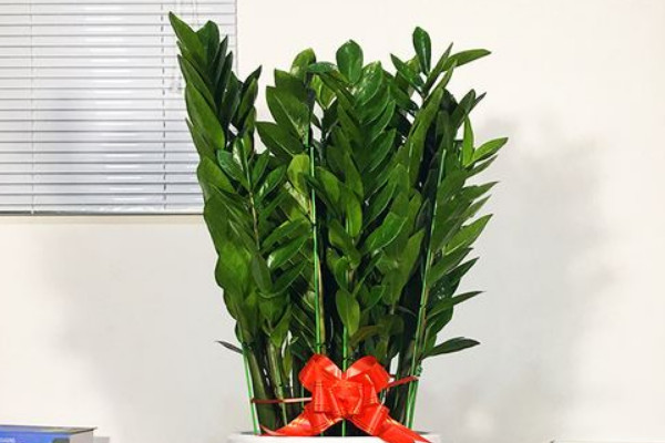 金錢(qián)樹(shù)夏天可以施肥嗎