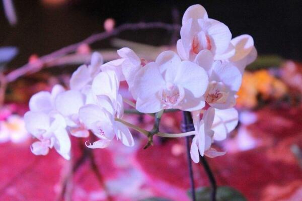 桃花冬天的養(yǎng)殖方法，光照越充足越有利于植株越冬