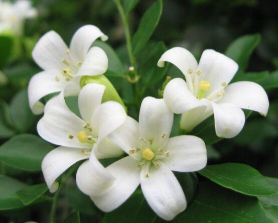 九里香每年開多少次花，一年獨(dú)開一次花(花期4-8月)