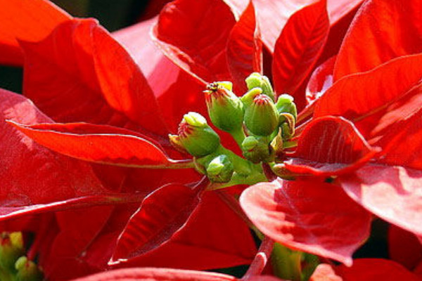 一品紅冬季養(yǎng)殖方法