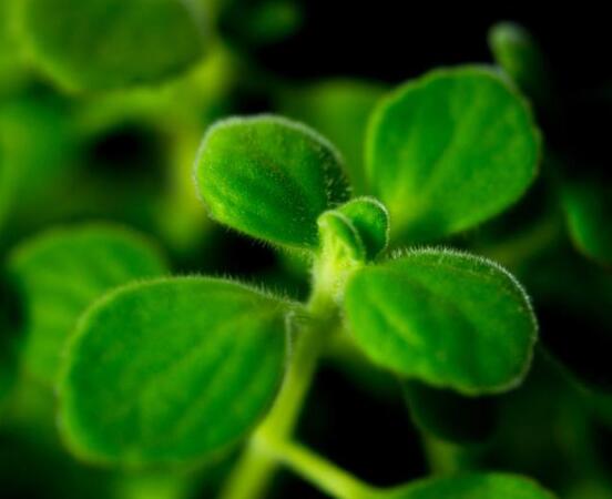 碰碰香爛根處理方法，老農(nóng)總結(jié)兩種最簡單有效措施(輕度與重度)