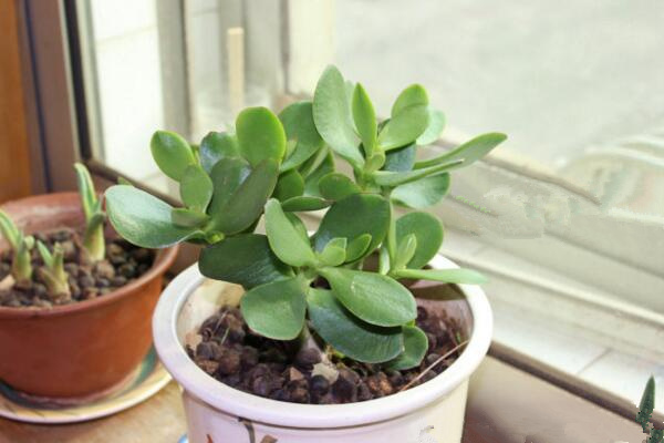 燕子掌葉子可以噴水嗎，不建議噴水可用濕毛巾擦拭葉片