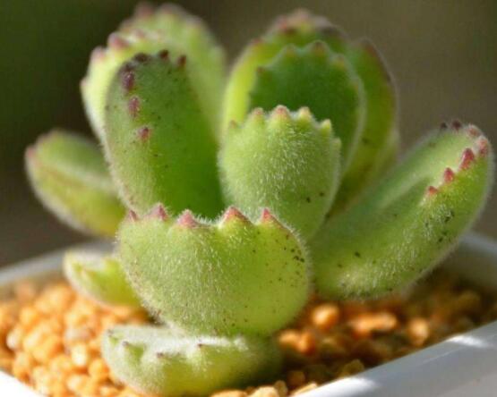 熊童子扦插技巧，五個簡單小步驟一學就會