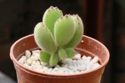 多肉植物熊童子怎么養(yǎng)，熊童子養(yǎng)殖經(jīng)驗分享