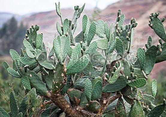 仙人掌多久開花一次，養(yǎng)殖3-5年才可開花