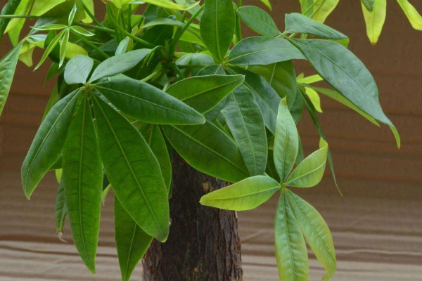 發(fā)財樹需要陽光嗎