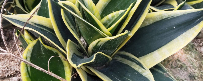 虎皮蘭開(kāi)花后怎么處理