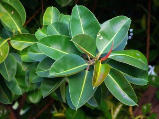 橡皮樹掉葉子還會(huì)長(zhǎng)嗎，只要不死就會(huì)繼續(xù)生長(zhǎng)(做好養(yǎng)護(hù)管理)