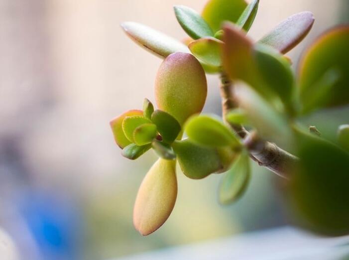 燕子掌生蟲了怎么辦，4種不同的病蟲害治療方法