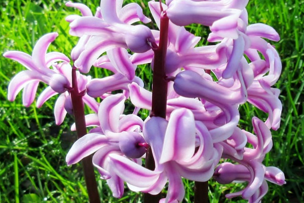 風信子秋天會發(fā)芽嗎