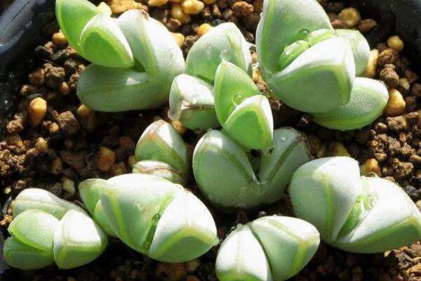 碧玉蓮的養(yǎng)護方法，做好五個方面的管理