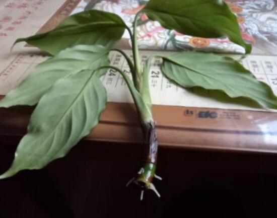 萬年青怎么繁殖，萬年青扦插方法圖解