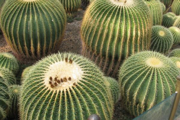 仙人球小苗的養(yǎng)護(hù)