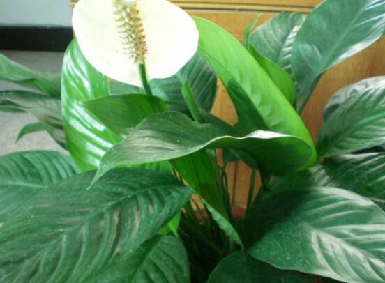 一帆風(fēng)順花期，大多數(shù)在5-8月開花(一年四季均可開花)