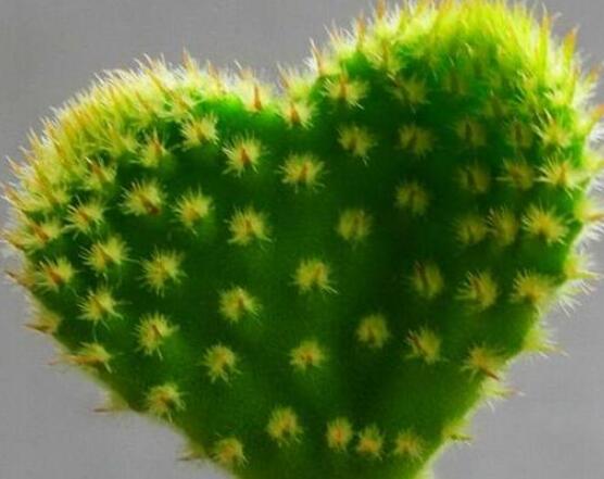 仙人掌適合在室內(nèi)種植嗎，吸收二氧化碳、釋放氧氣/天然氧吧