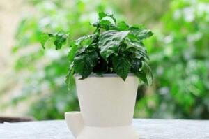 幸福樹(shù)施什么肥最好，施氮肥能促進(jìn)枝葉茂盛