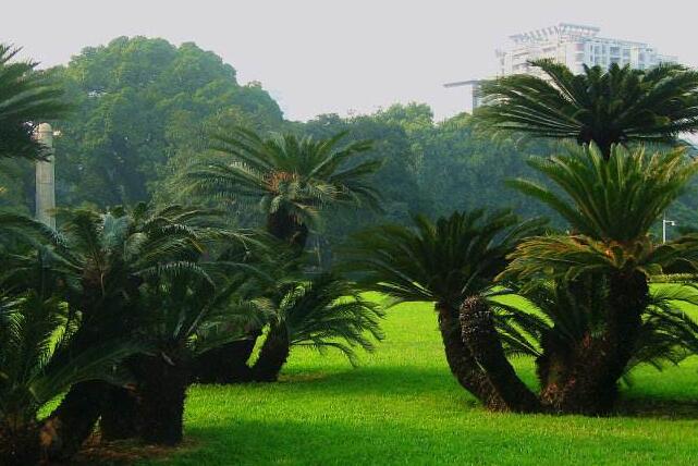 蘇鐵有哪些價(jià)值作用，極具觀賞價(jià)值和食用價(jià)值