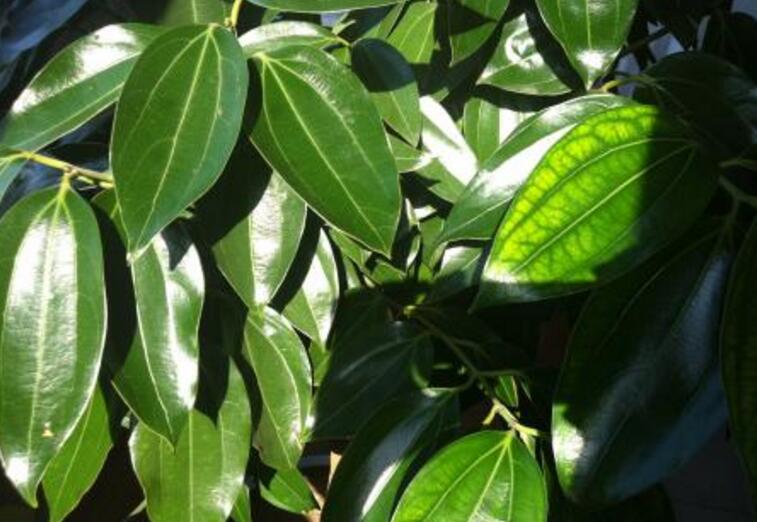 為什么平安樹葉子下垂，澆水過量和酸堿度不平衡造成的