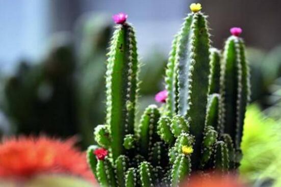 仙人掌的藥用價(jià)值，盤(pán)點(diǎn)仙人掌八大藥用療效