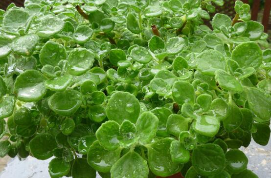 碰碰香怎么換盆，做好脫盆處理修剪根系/春季最佳