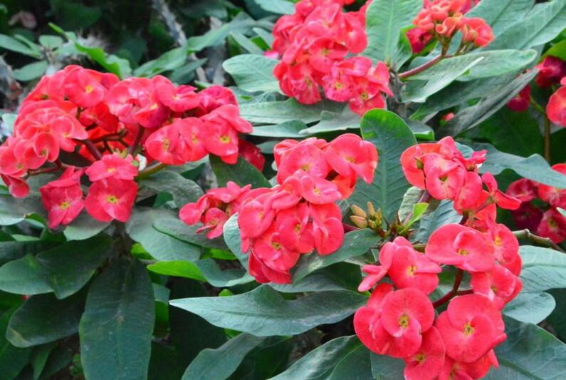 虎刺梅開(kāi)花有毒嗎，有毒/家中有小孩的最好不要栽種