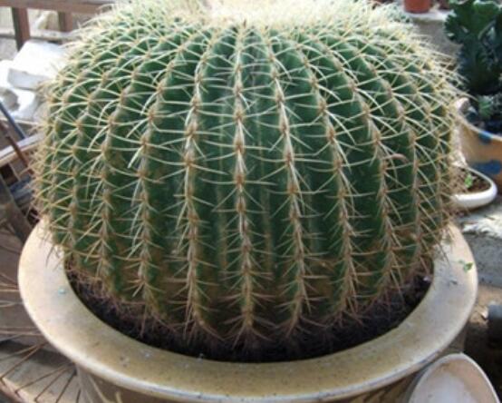 仙人球移栽注意事項，注意不可弄傷根系、及時消毒/土壤微濕潤