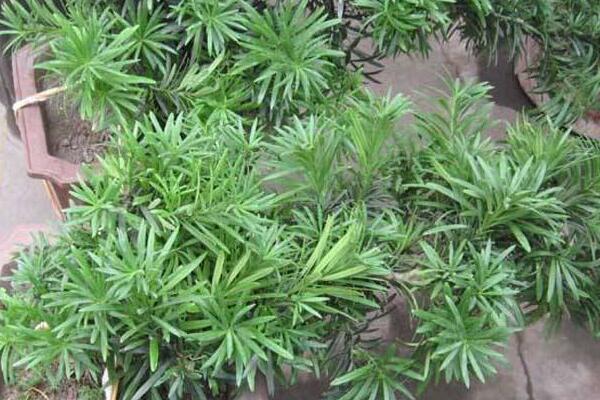 十大羅漢松品種，羅漢松常見品種介紹