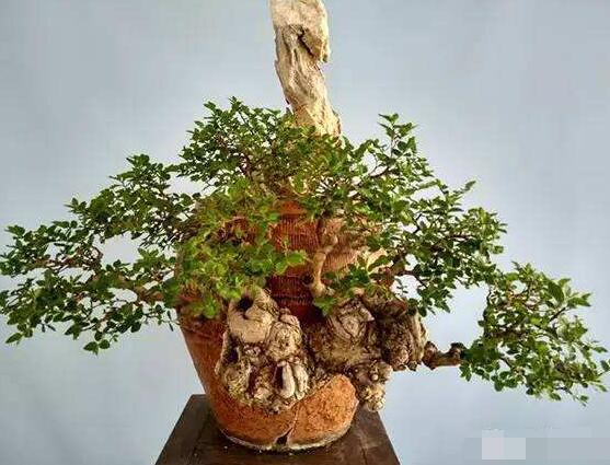 羅漢松盆景養(yǎng)護(hù)方法，老農(nóng)總結(jié)五大最實(shí)際有效方法