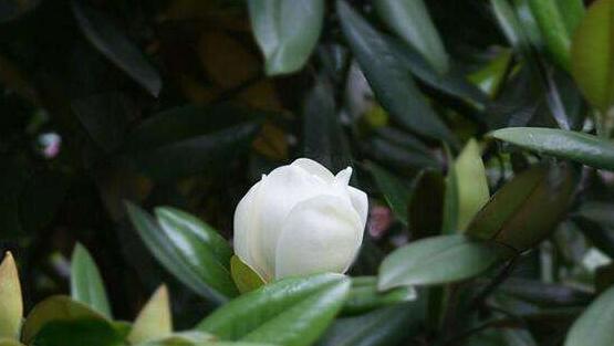 橡皮樹(shù)開(kāi)花嗎，橡皮樹(shù)多久開(kāi)花(一年兩次）