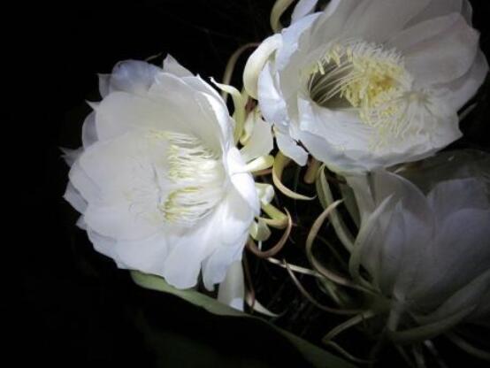 新鮮曇花怎么吃，泡茶喝最為簡單食用(價值高)