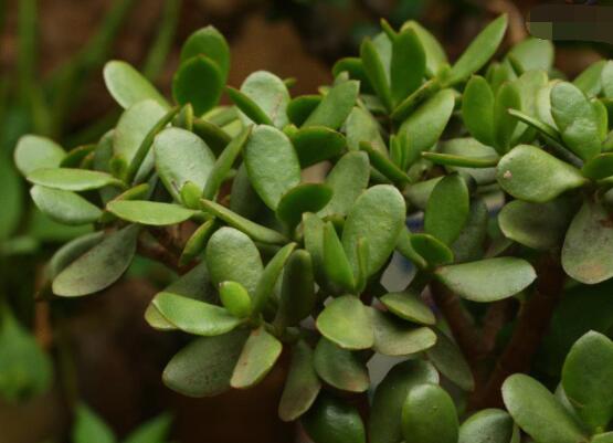 燕子掌掉葉子怎么辦，老農(nóng)教你三種最直觀解決方法