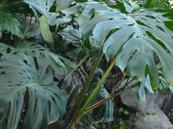 龜背竹好養(yǎng)嗎，老農(nóng)總結(jié)最好養(yǎng)的六點(diǎn)基本方法