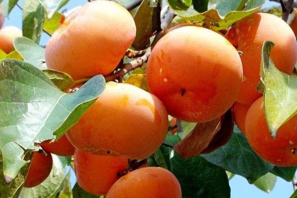 瓜果飄香是什么季節(jié)