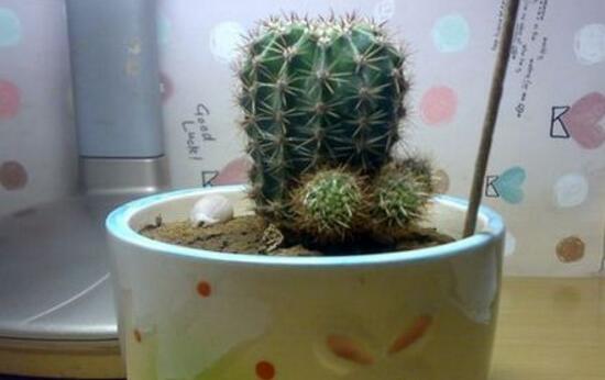 仙人球怎么繁殖，仙人球的扦插方法