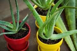 蘆薈移盆要注意什么，提前準(zhǔn)備并修剪根系