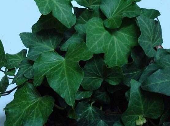 常春藤開花嗎，花期從秋季一直到春季