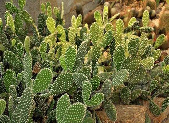 仙人掌的藥用價(jià)值，盤(pán)點(diǎn)仙人掌八大藥用療效